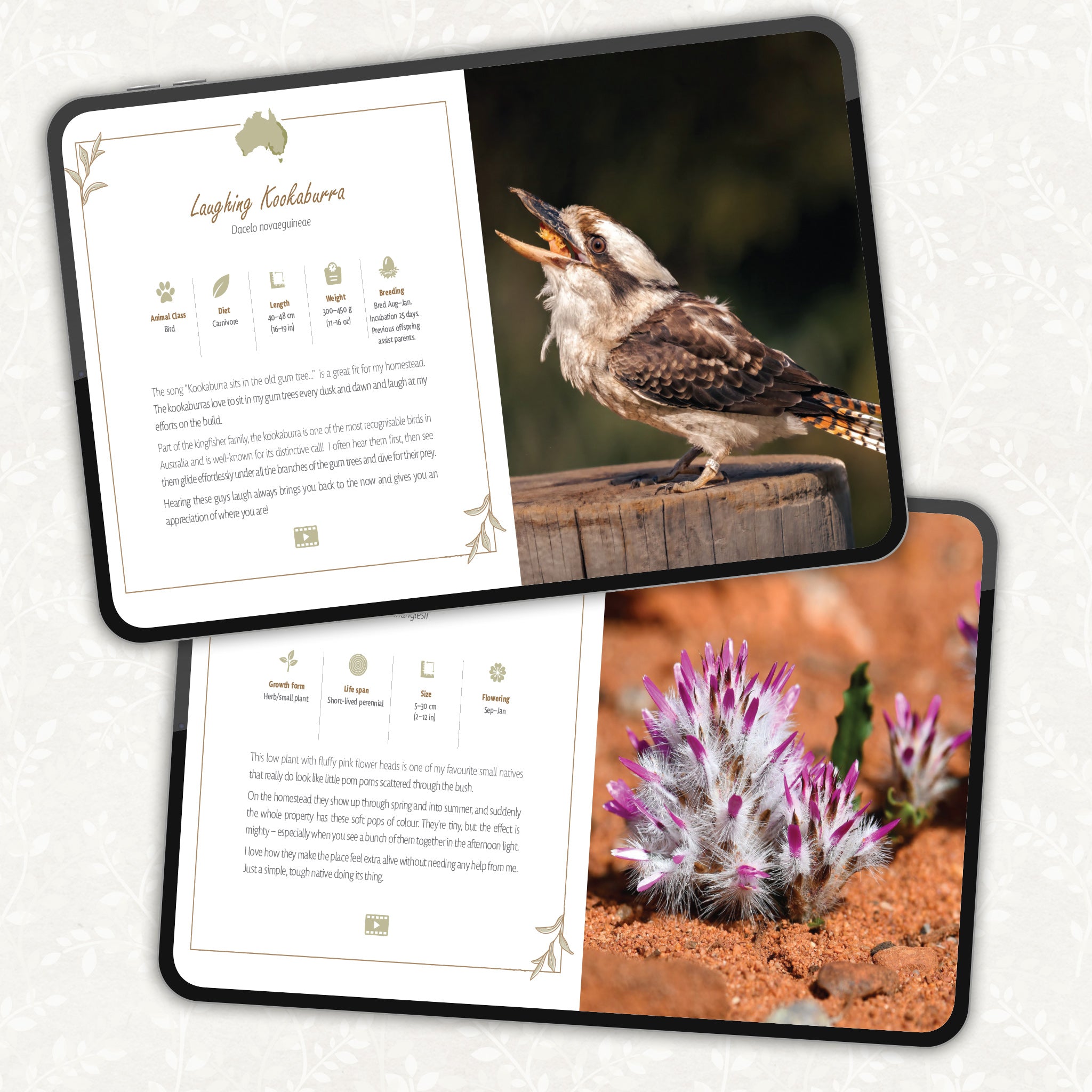 BUNDLE: Aussie FLORA & FAUNA on my home among the Grass Trees