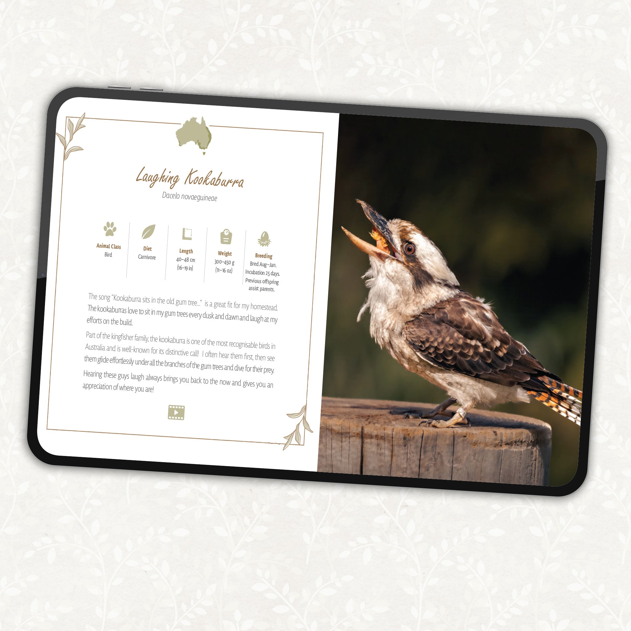 Aussie FAUNA on my home among the Grass Trees