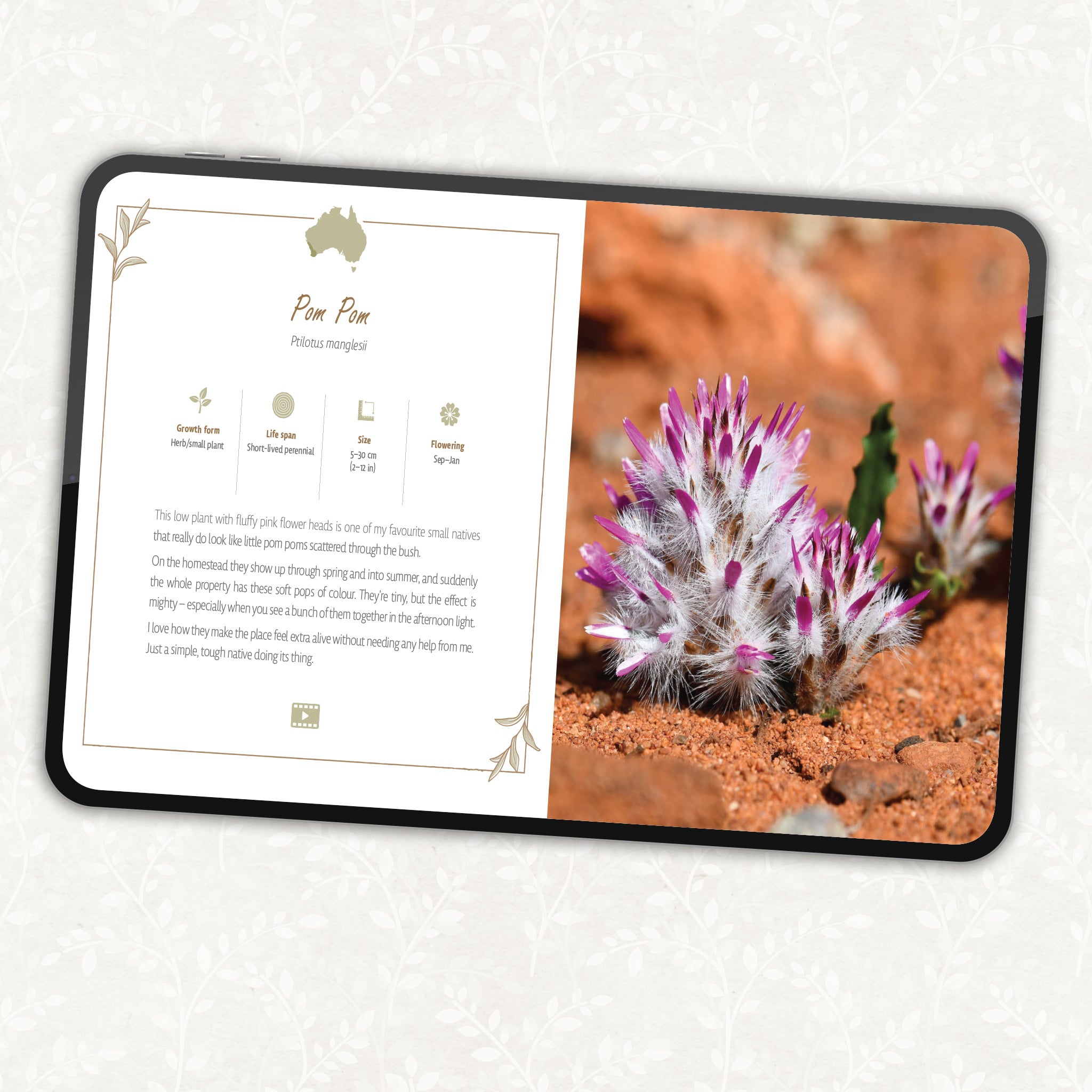 Aussie FLORA on my home among the Grass Trees